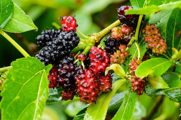 Health Benefits of Dried Mulberries