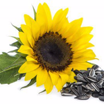 Raw Sunflower Seeds In Shell
