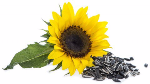 Raw Sunflower Seeds In Shell